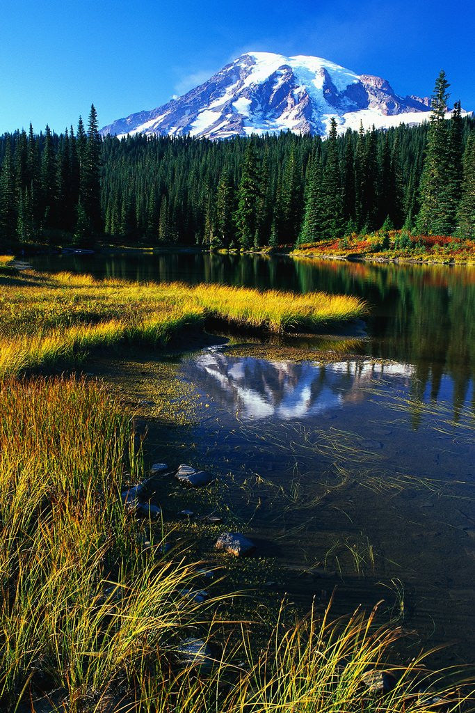 Detail of Mount Rainier and Reflection Lakes by Anonymous