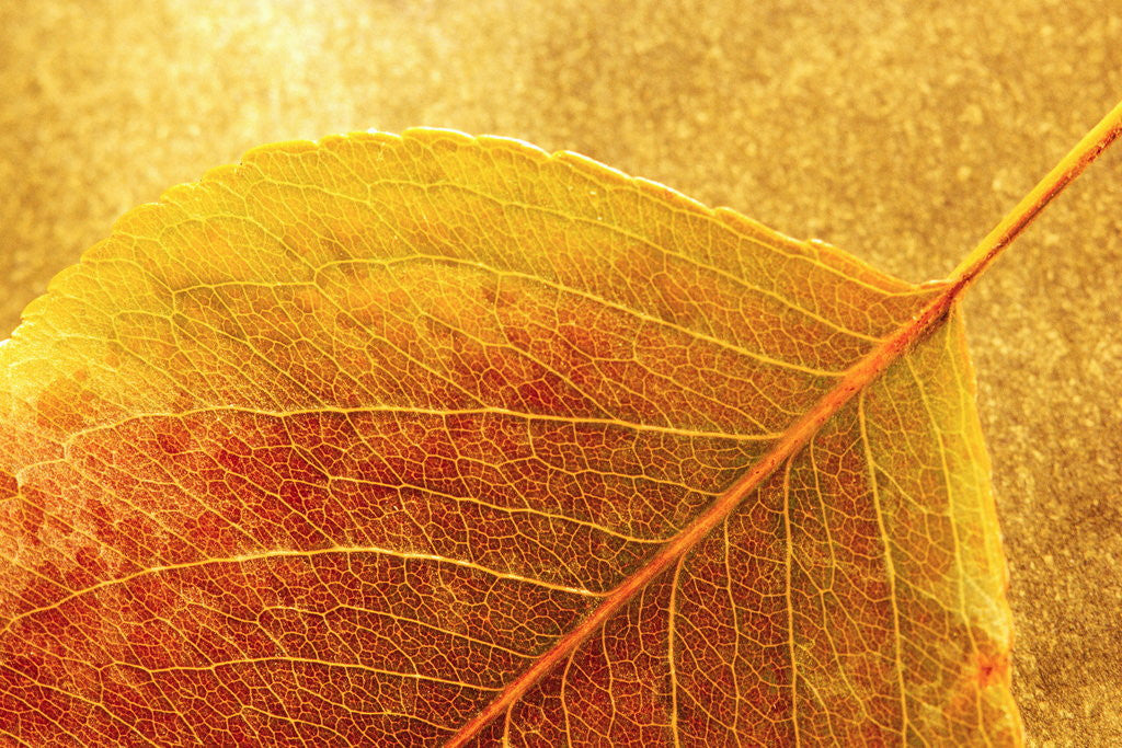 Detail of Autumn Leaf by Anonymous