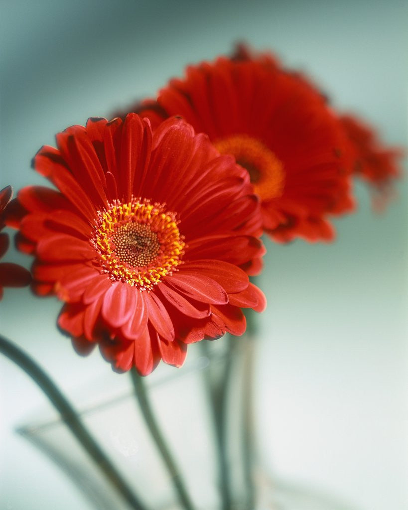 Detail of Red Flowers by Anonymous