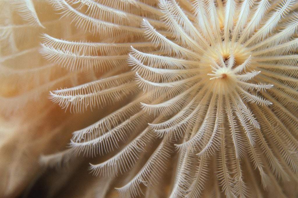 Detail of White Christmas Tree Worm by Anonymous
