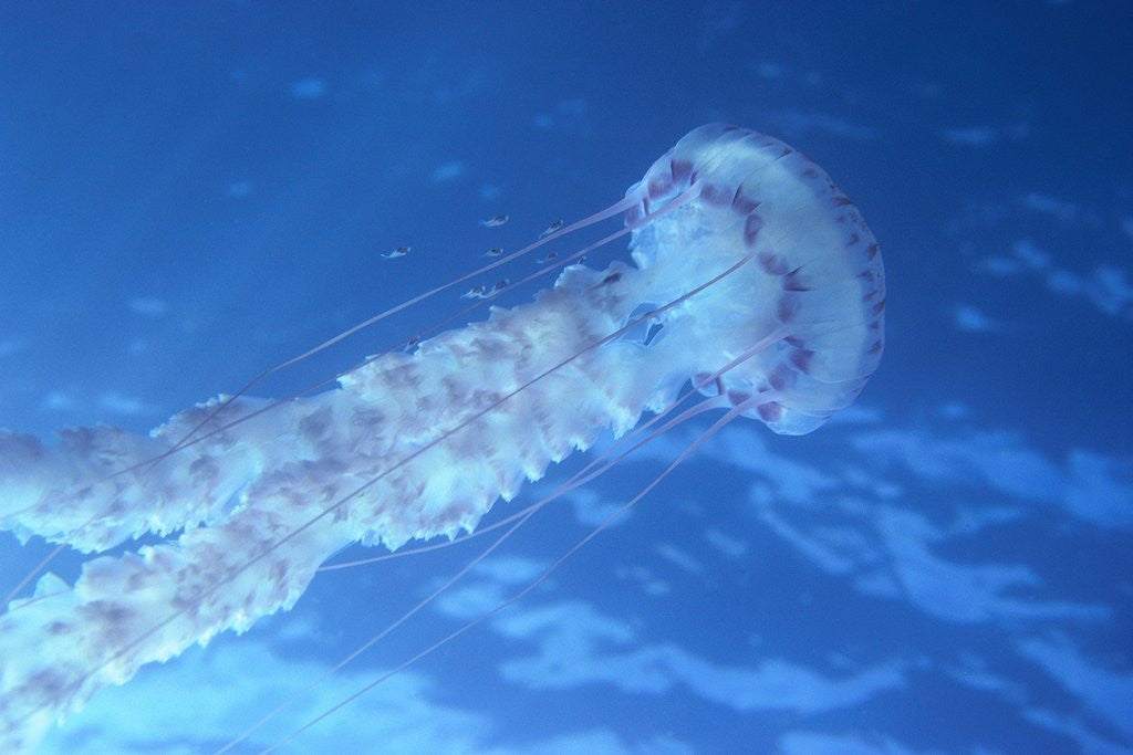 Detail of Purple Jellyfish (Pelagia panopyra) by Anonymous