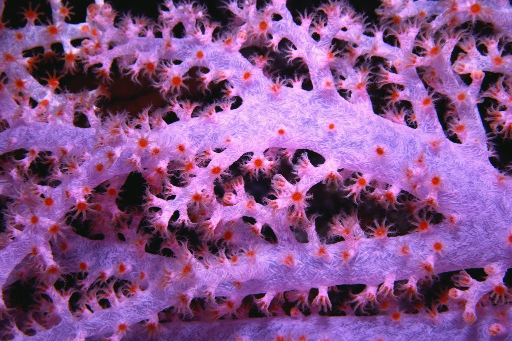 Detail of Purple Soft Coral by Corbis