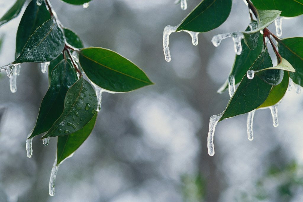 Detail of Ice Hanging from Leaves by Anonymous
