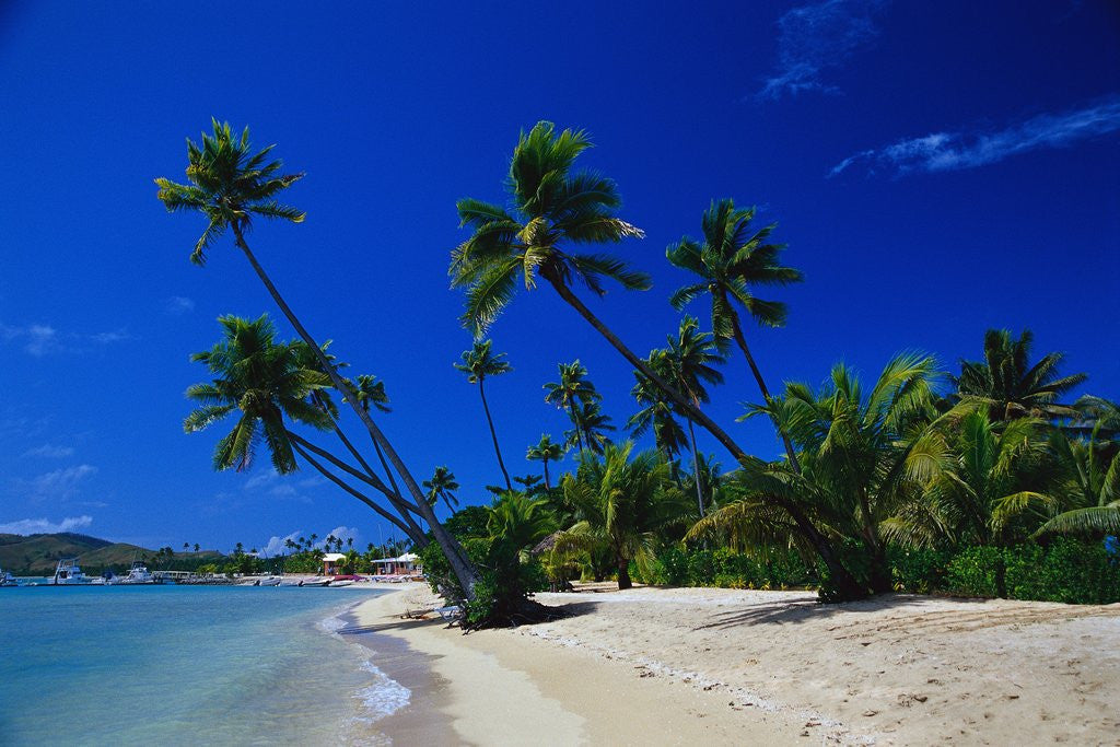 Detail of Palm Trees Growing at Beach by Anonymous