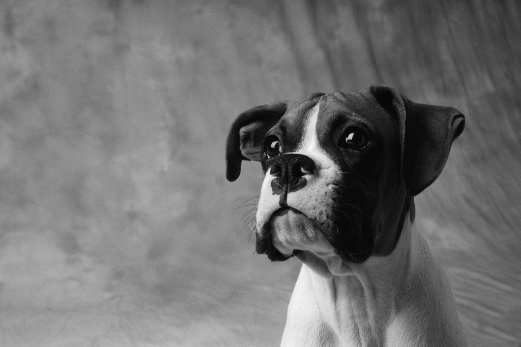 Detail of Face of American Bulldog by Anonymous