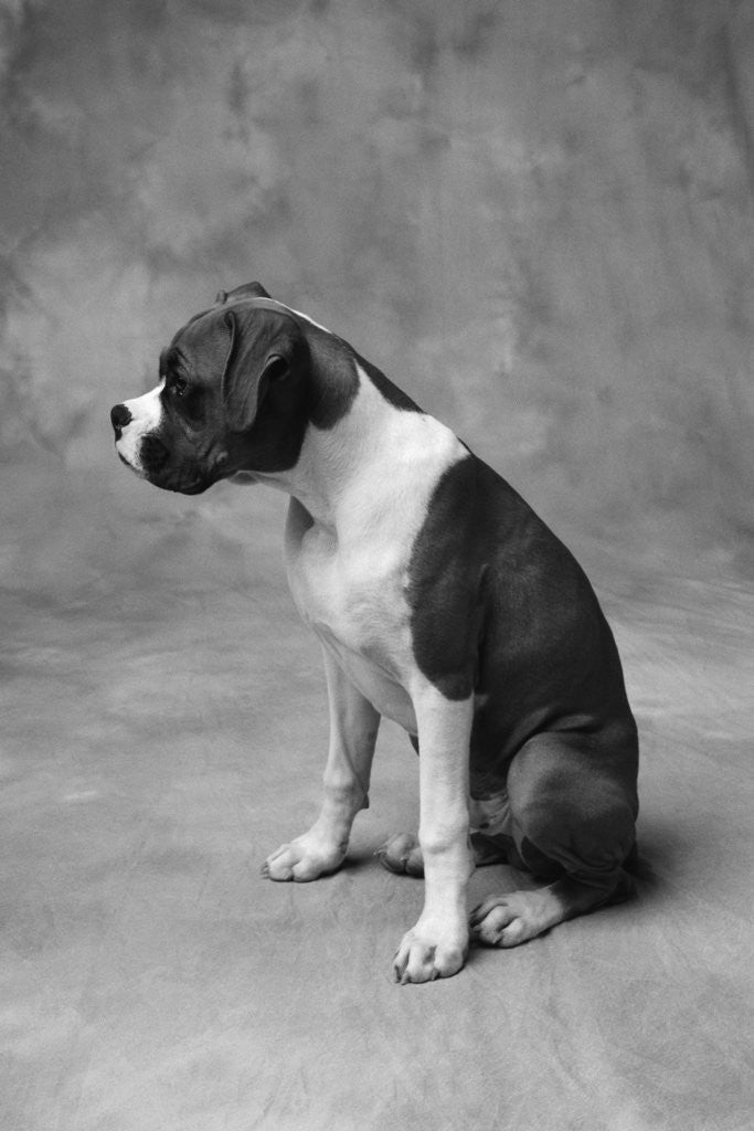 Detail of Boxer Puppy by Anonymous