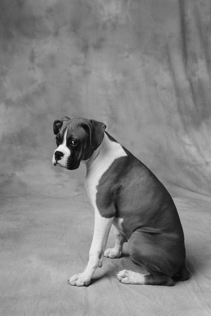 Detail of Dog Looking to Side by Anonymous