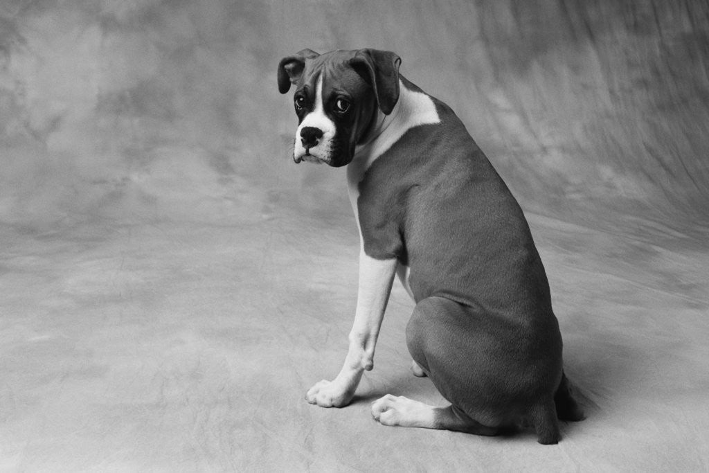 Detail of Boxer Puppy by Anonymous