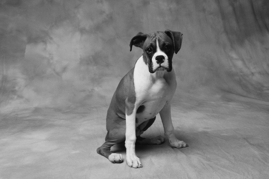 Detail of Boxer Puppy by Anonymous
