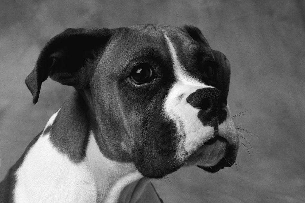 Detail of Boxer Puppy by Anonymous