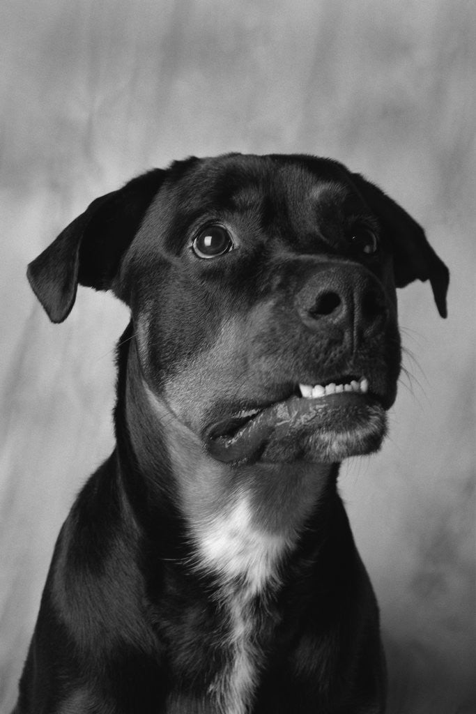 Dog Looking up Anxiously by Corbis