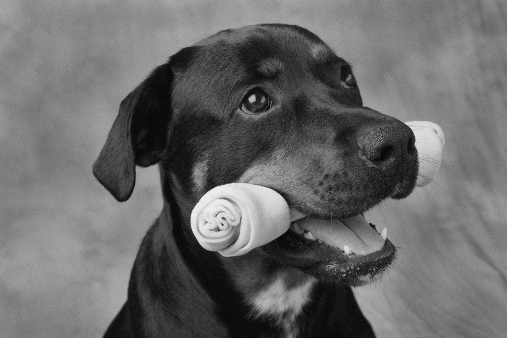 Detail of Dog Holding Bone in Mouth by Anonymous