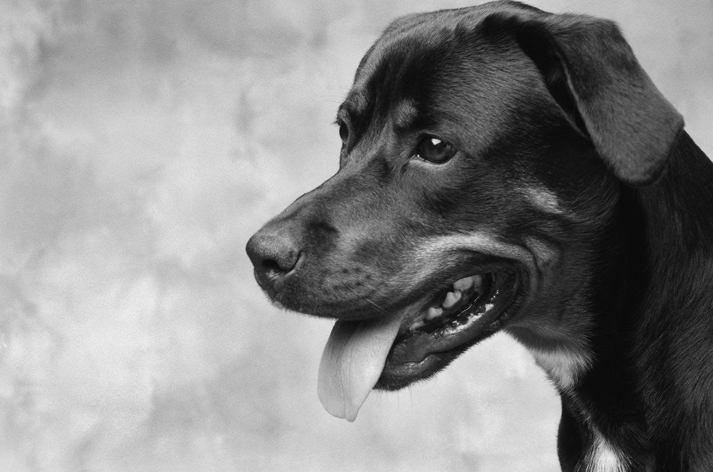 Detail of Profile of Dog's Face by Anonymous