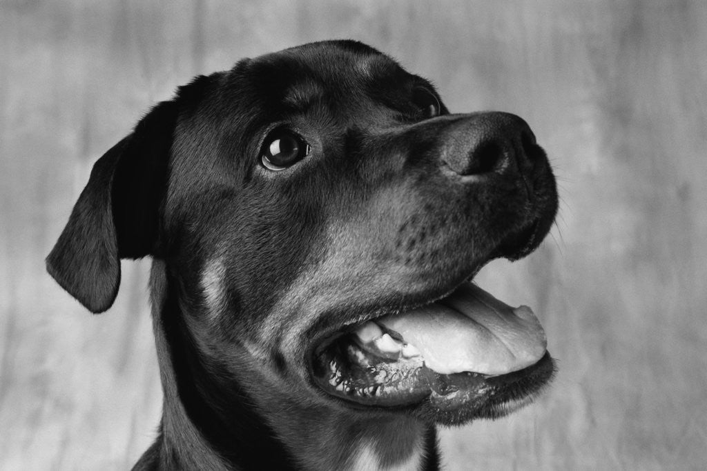 Detail of Dog Looking up by Anonymous