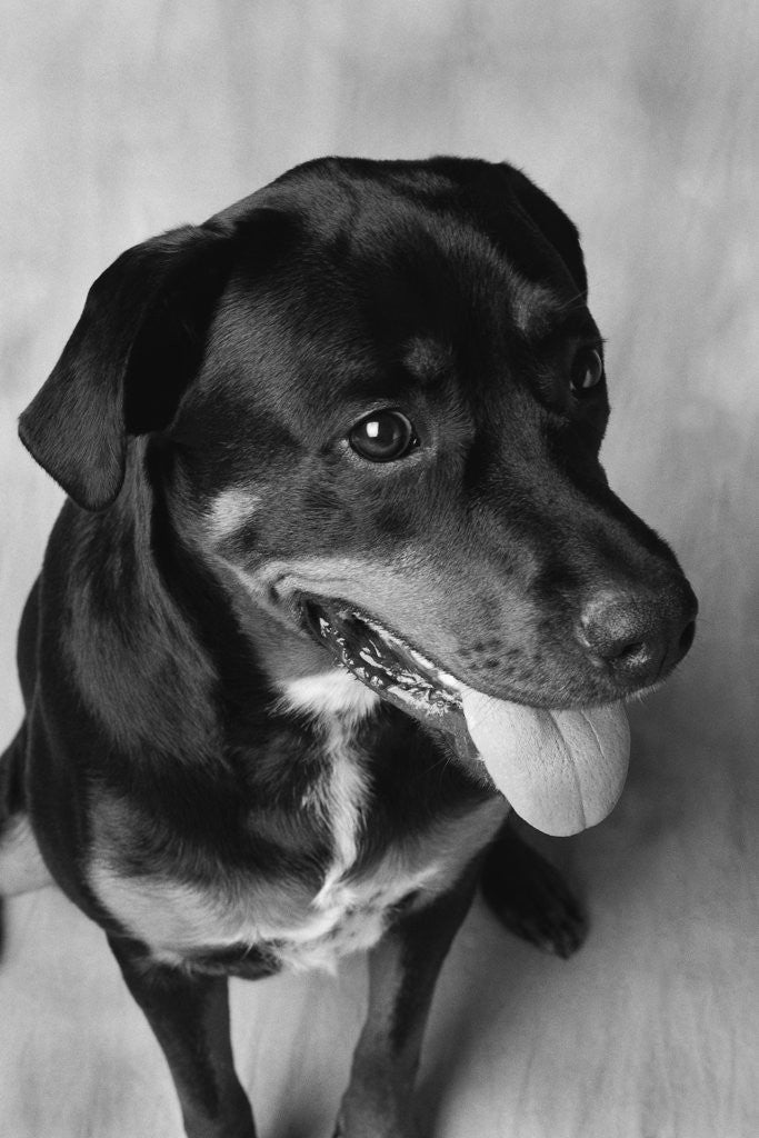 Detail of Dog Sitting by Anonymous