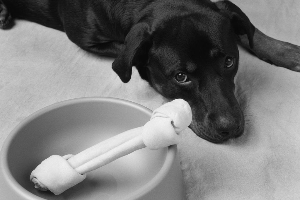 Detail of Dog Looking Sadly at Bone by Anonymous