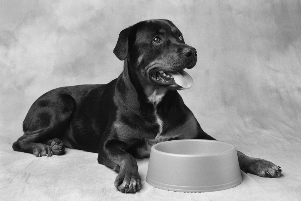Detail of Dog Waiting at Bowl by Anonymous