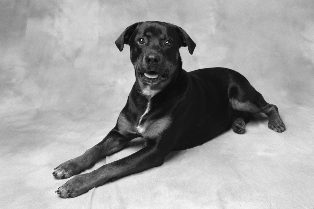 Detail of Dog Lying with Head up by Anonymous