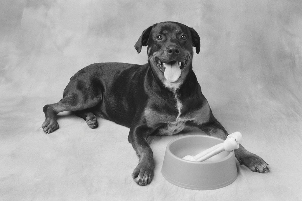 Detail of Dog Lying by Bowl by Anonymous
