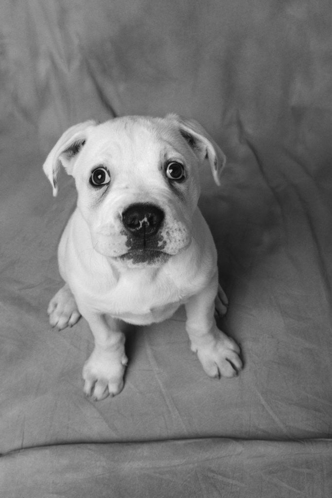 Detail of Bulldog Puppy Looking up Sadly by Anonymous