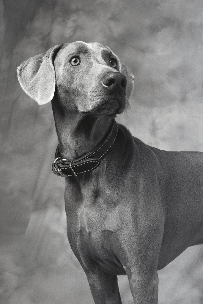 Detail of Weimaraner by Anonymous