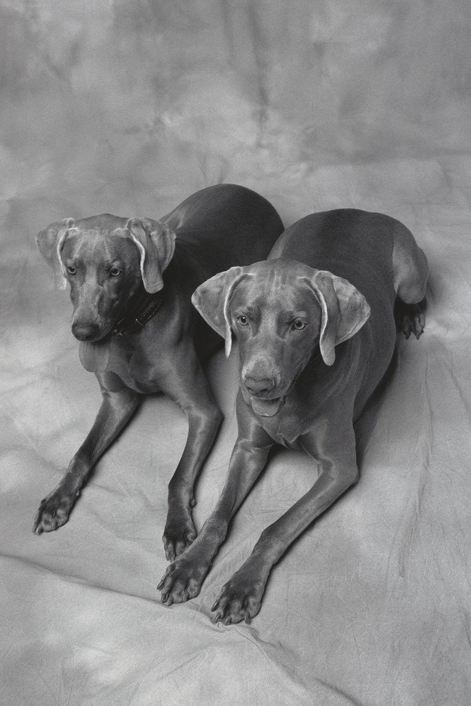 Detail of Two Panting Weimaraners Lying Side by Side by Anonymous