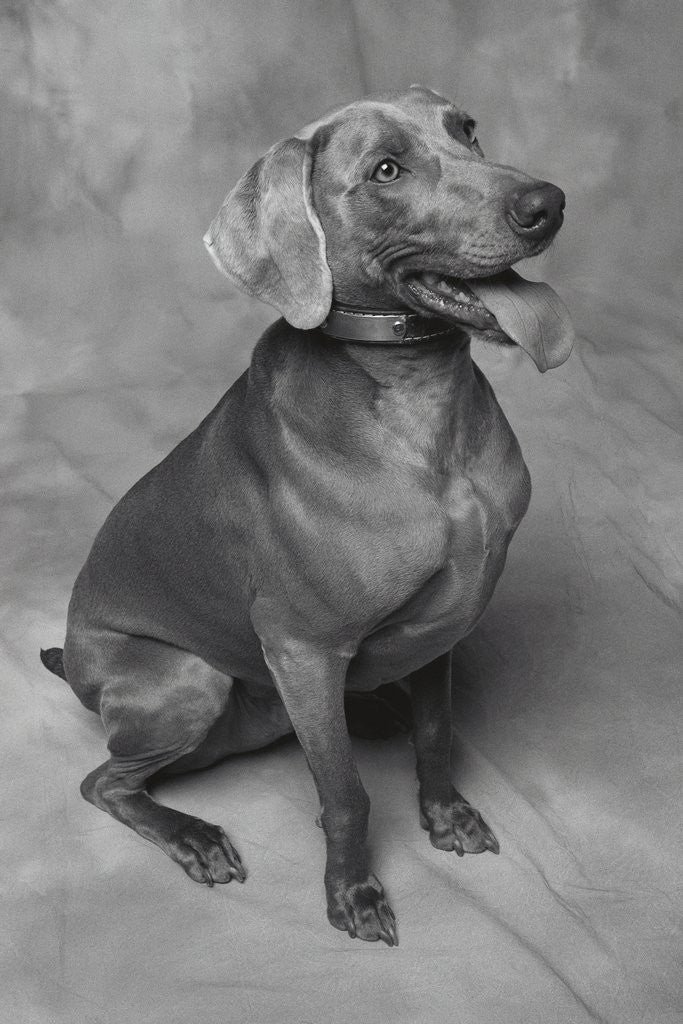 Detail of Panting Weimaraner Sitting Obediently by Anonymous