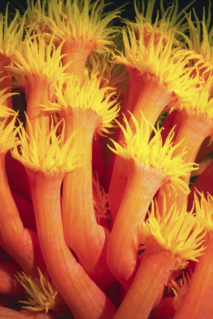Detail of Belau Tube Coral by Anonymous