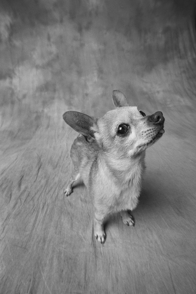 Detail of Dog Looking Up by Anonymous