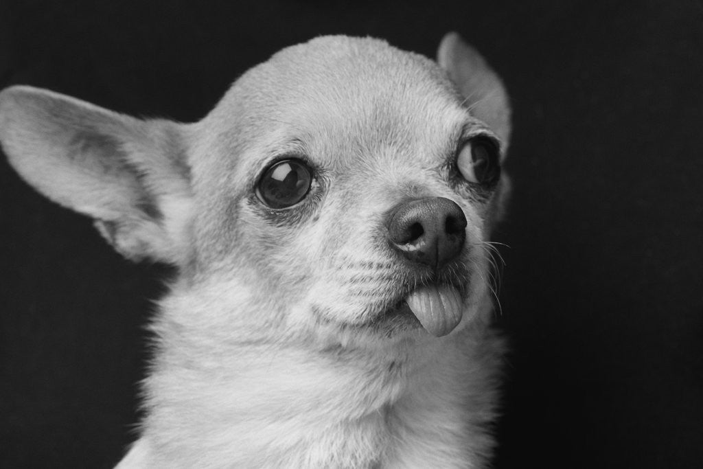 Detail of Profile of Dog by Anonymous