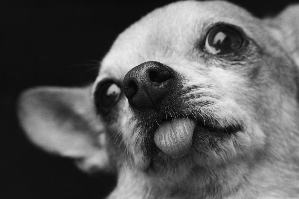 Detail of Close-up of Dog by Anonymous