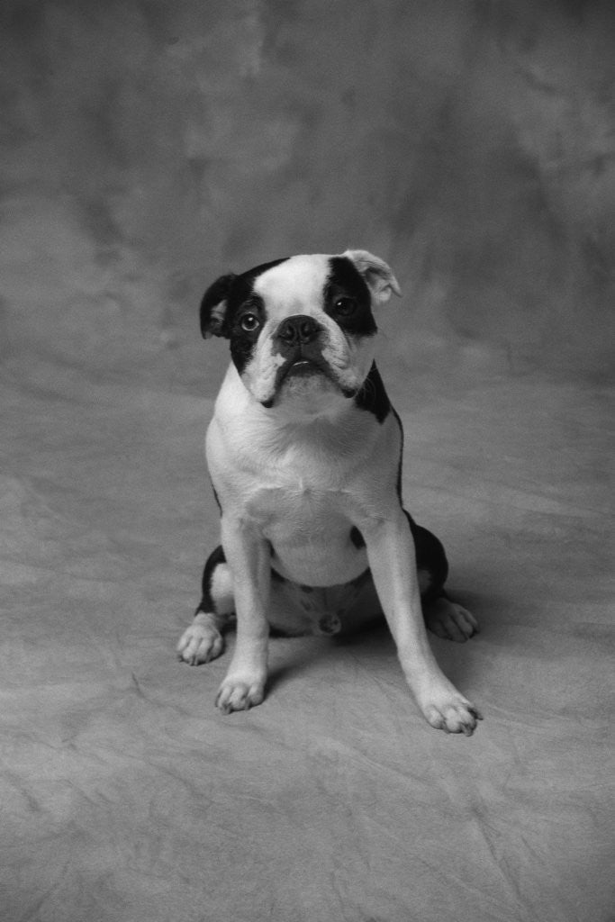 Detail of Bulldog by Anonymous