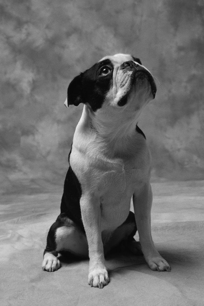 Detail of Bulldog Looking Up by Anonymous