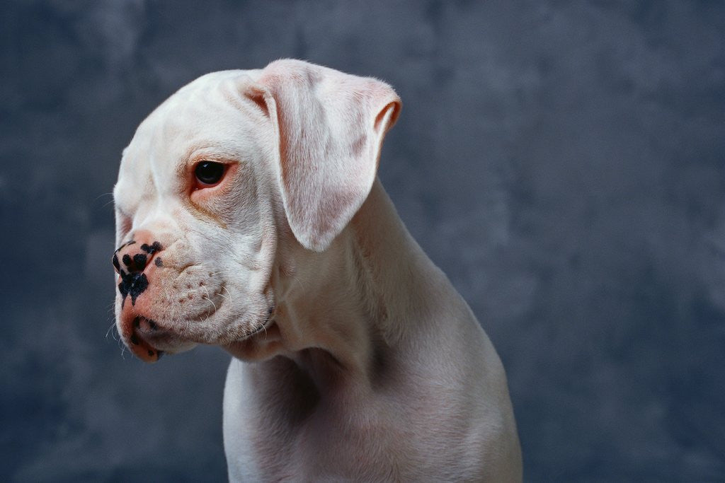 Dog Looking to Side by Corbis