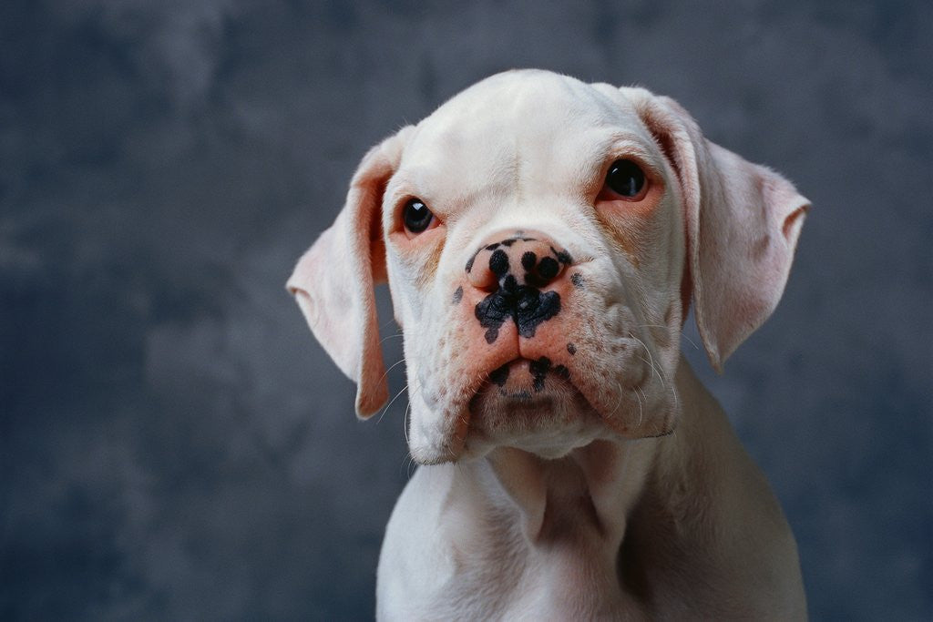 Detail of Face of Dog by Anonymous