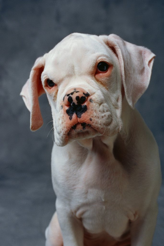 Detail of Dog Sitting by Anonymous