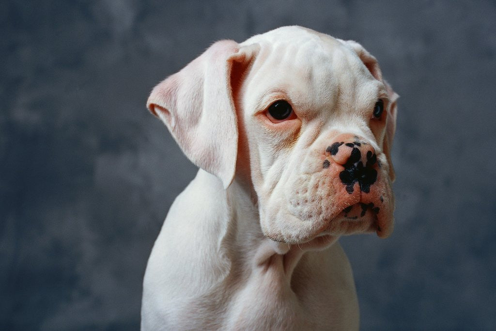 Detail of Dog Looking to Side by Anonymous