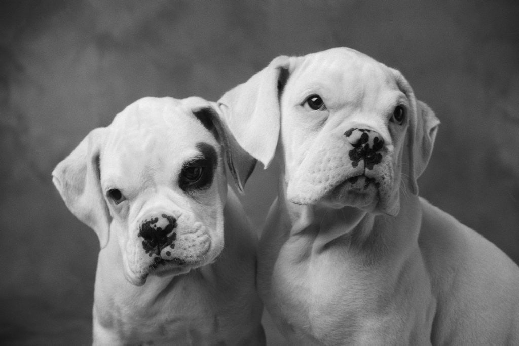 Detail of Two Dogs by Anonymous