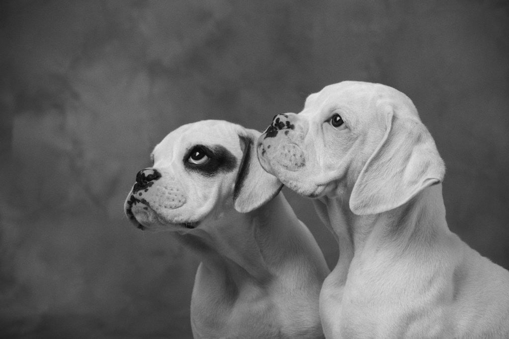 Detail of Dogs Looking to Distance by Corbis