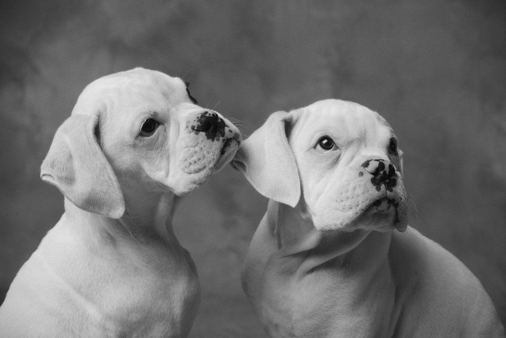 Detail of Dogs Sitting Together by Anonymous