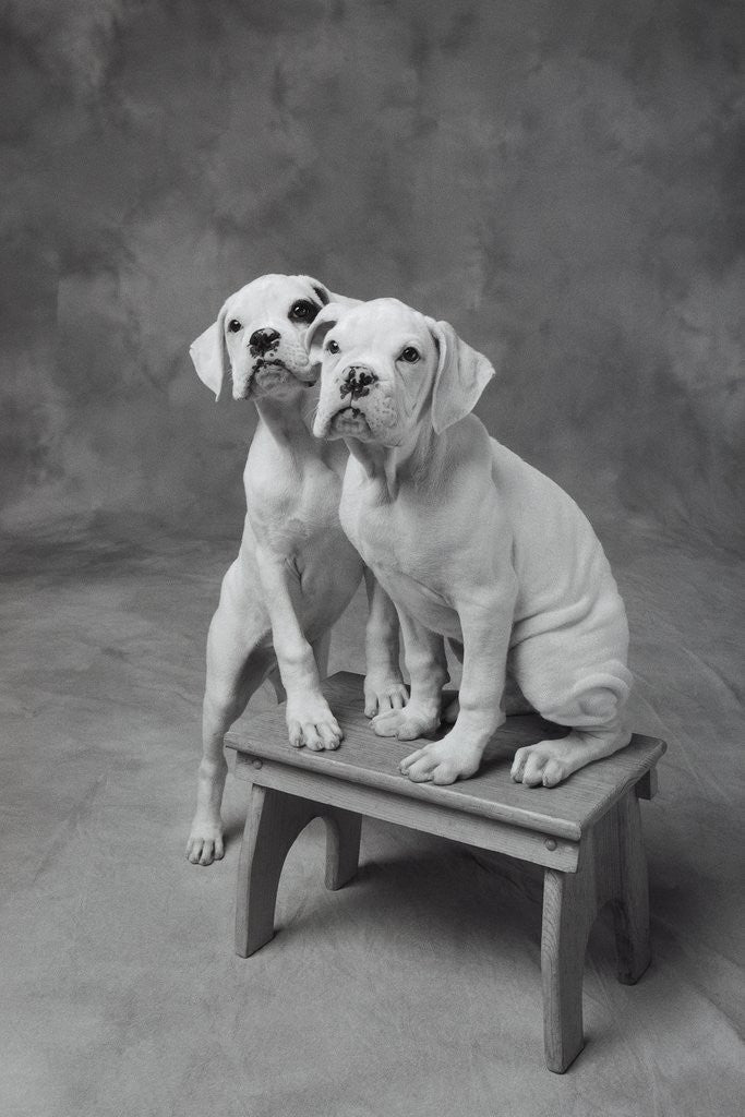 Detail of Two Dogs at Bench by Anonymous