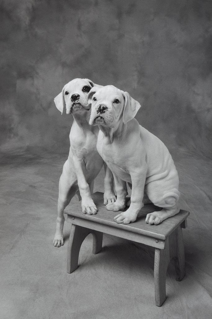 Detail of Two Dogs at Bench by Corbis