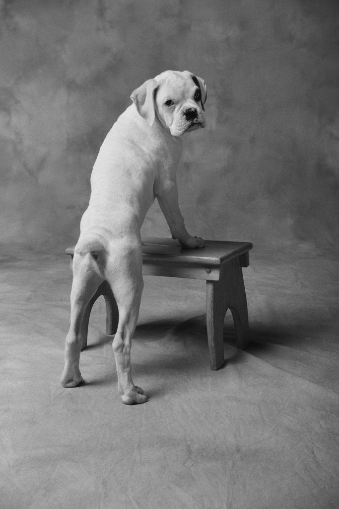 Detail of Dog Climbing on Bench by Anonymous