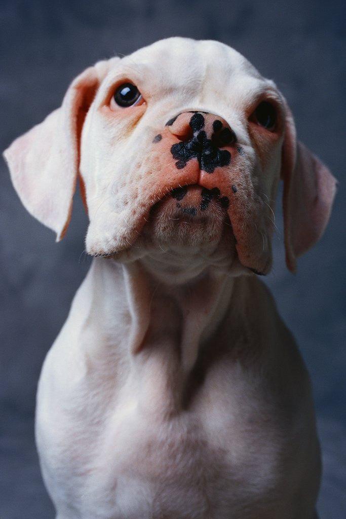 Detail of White Boxer Puppy by Anonymous