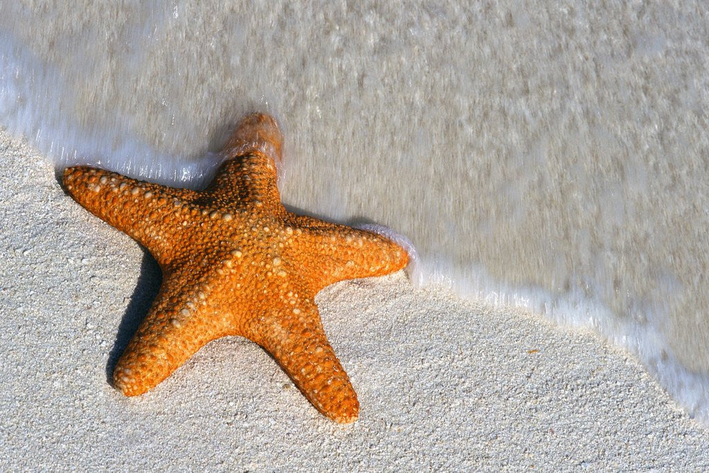 Detail of Starfish on Shore by Anonymous