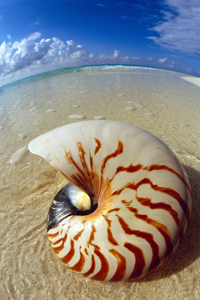 Detail of Seashell Sitting in Shallow Water by Anonymous