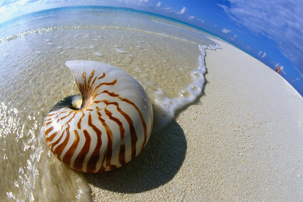 Detail of Seashell Resting on Shore by Anonymous