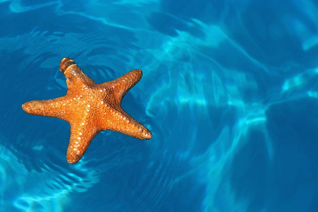Detail of Starfish Floating on the Surface of the Ocean by Anonymous