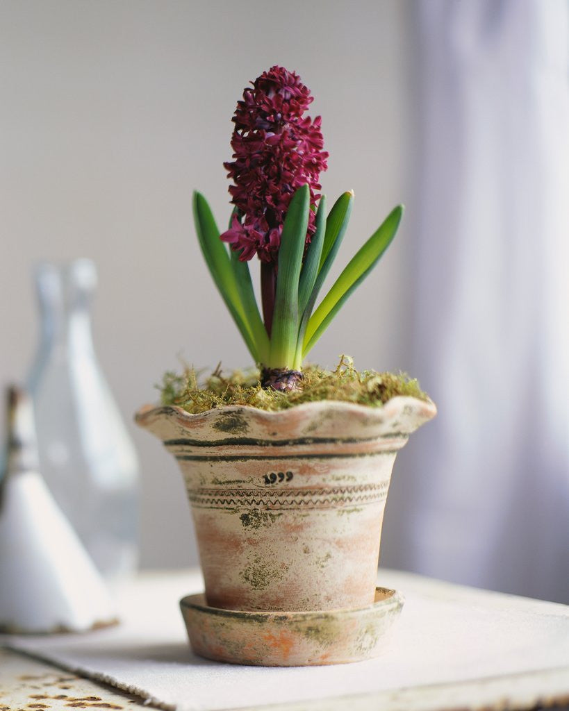 Detail of Purple Amaryllis in White Pot by Anonymous