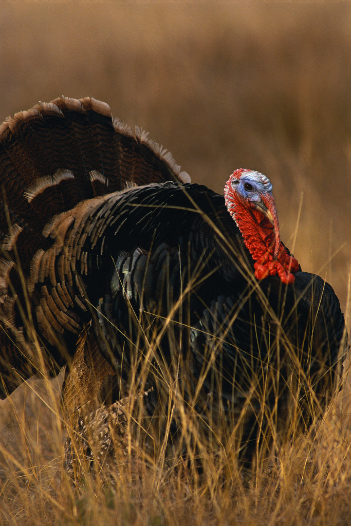 Detail of Turkey Showing Mating Display by Anonymous